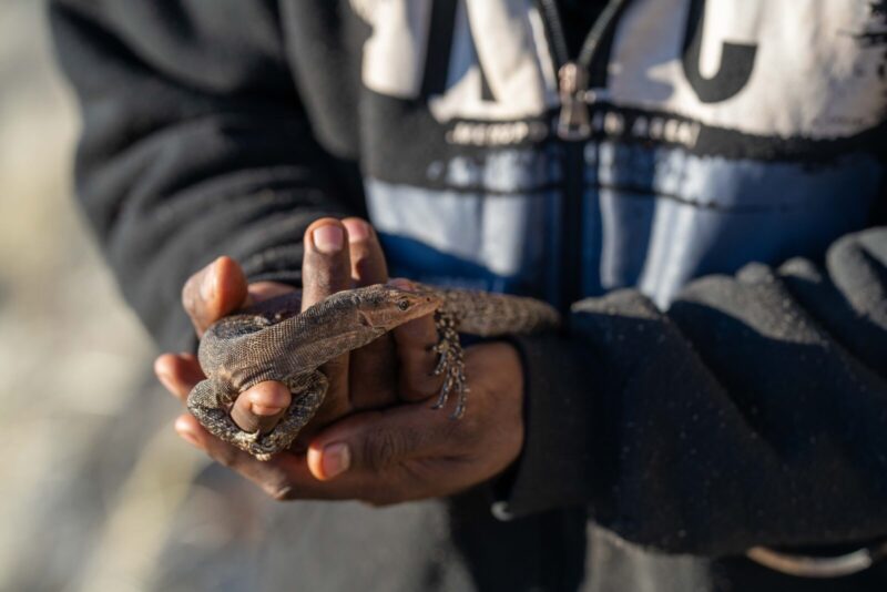 Young man holding a mulyamaru (goanna) during men’s walk, NT, Watiku Tjina Ankunytjaku (Men’s Walk), August 2025, Photo by Rhett Hammerton, ©NPYWC